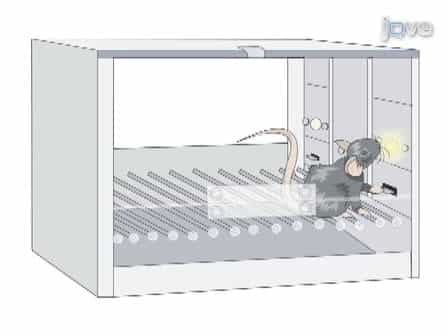 Operant Sensation Seeking in the Mouse