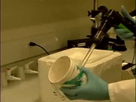 Protocol for RNAi Assays in Adult Mosquitoes A. gambiae