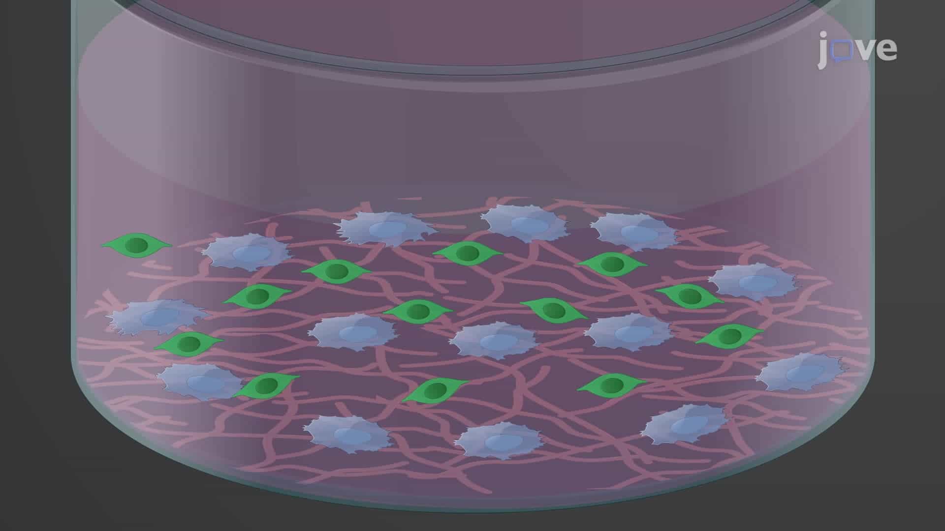 Measuring Retinoic Acid Levels in Neurospheres Using a Retinoic Acid Reporter Cell Line