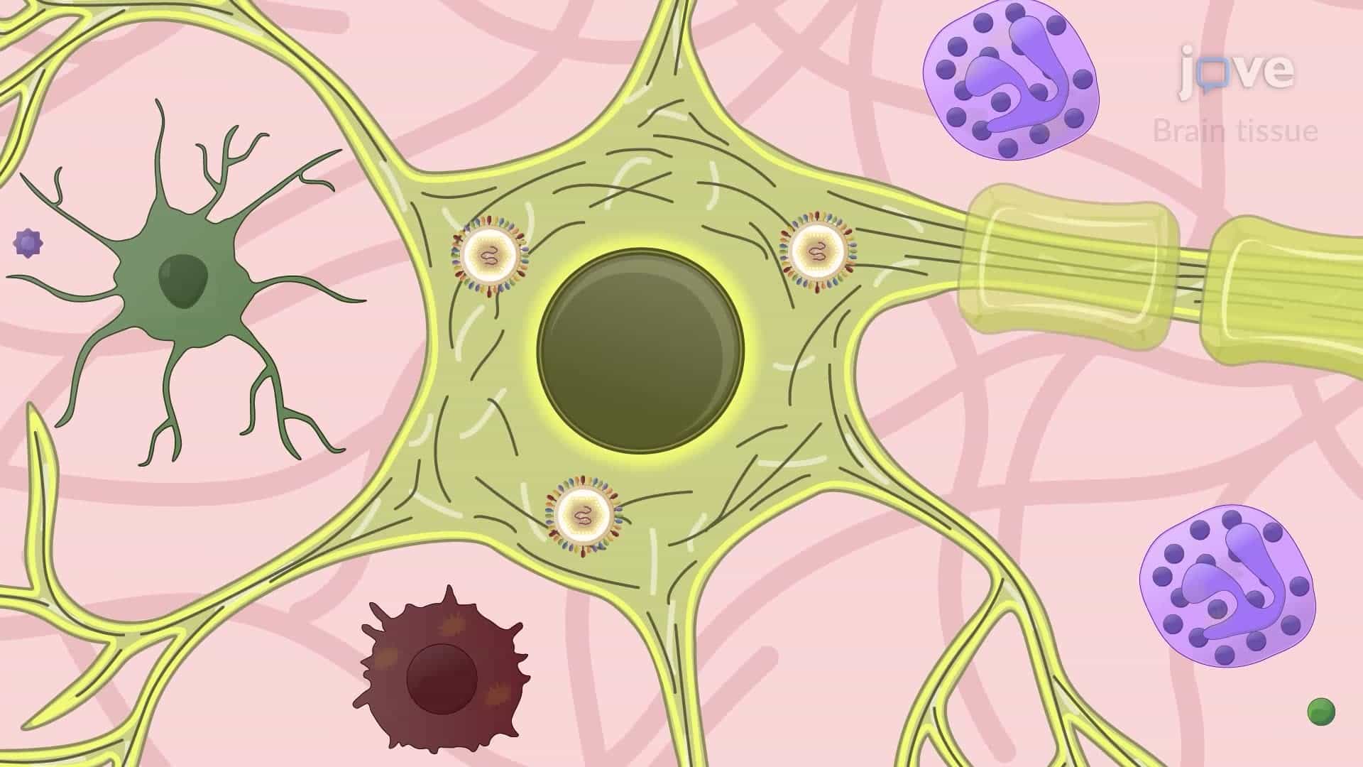 Generating Virus-Induced Neuroinflammation in a Mouse Model