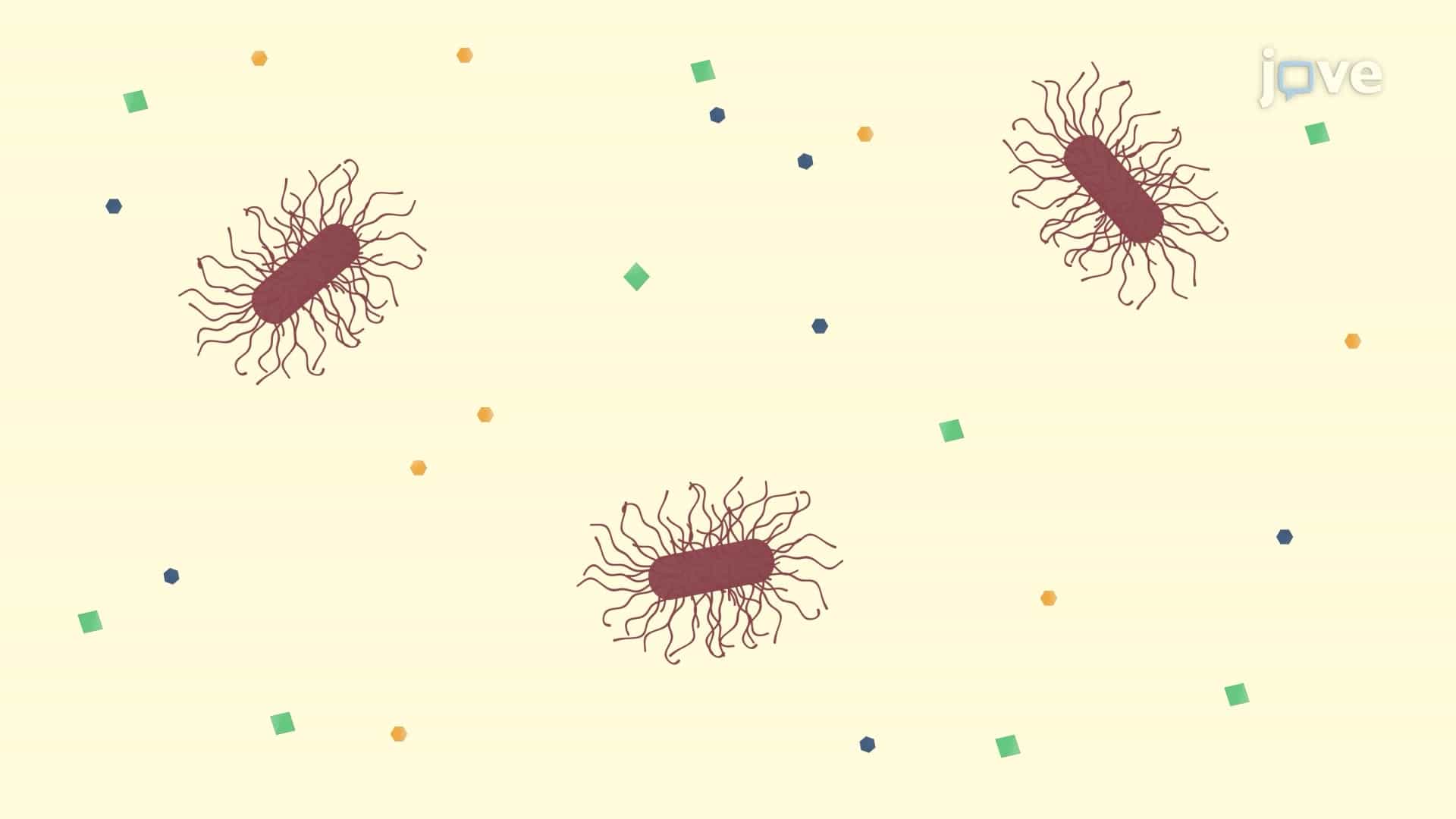 Assessing Bacterial Colonization in a Mouse Brain following Listeria monocytogenes Infection