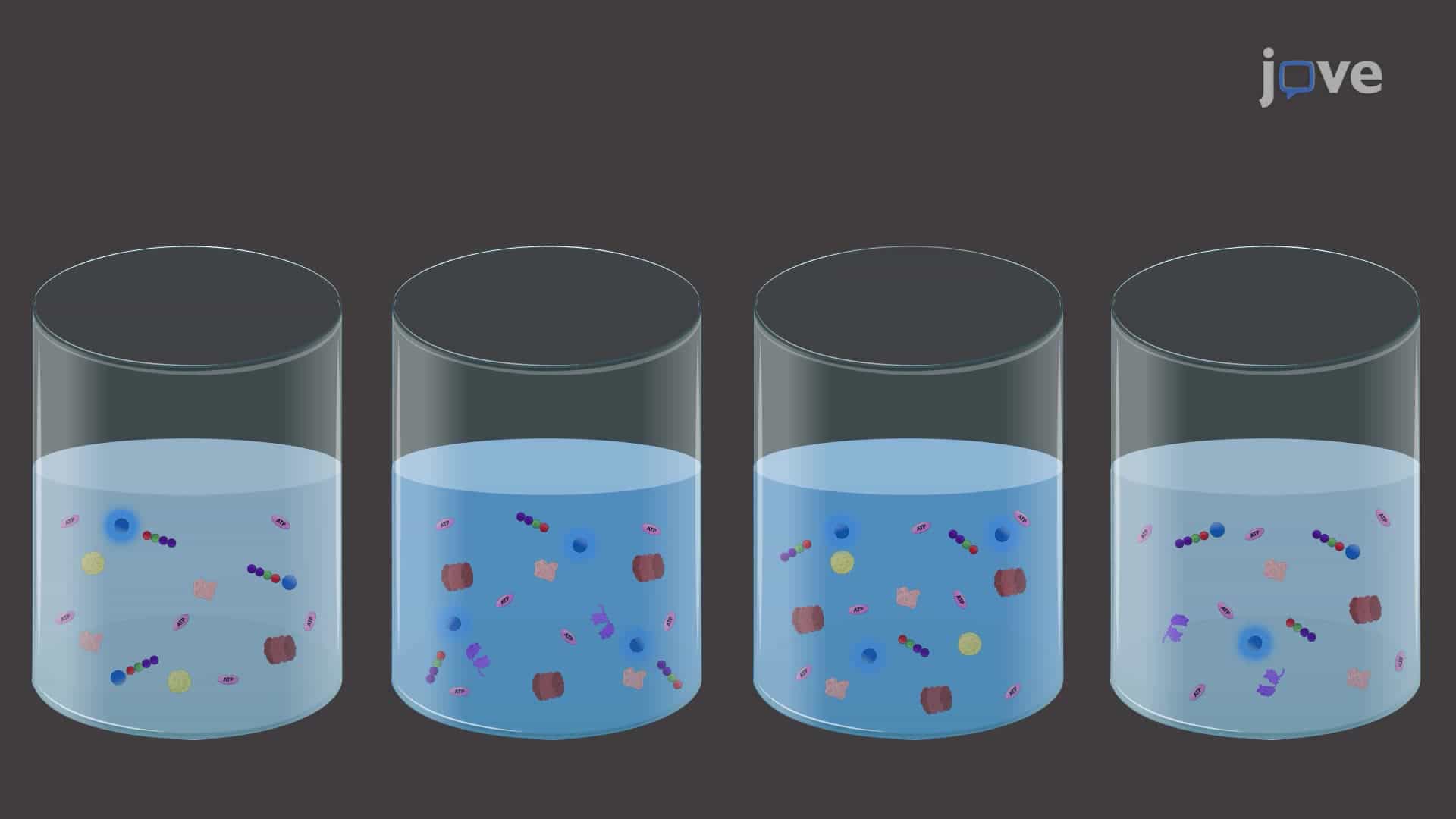 Measuring Proteasome Activity in Different Subcellular Compartments of the Rat Brain