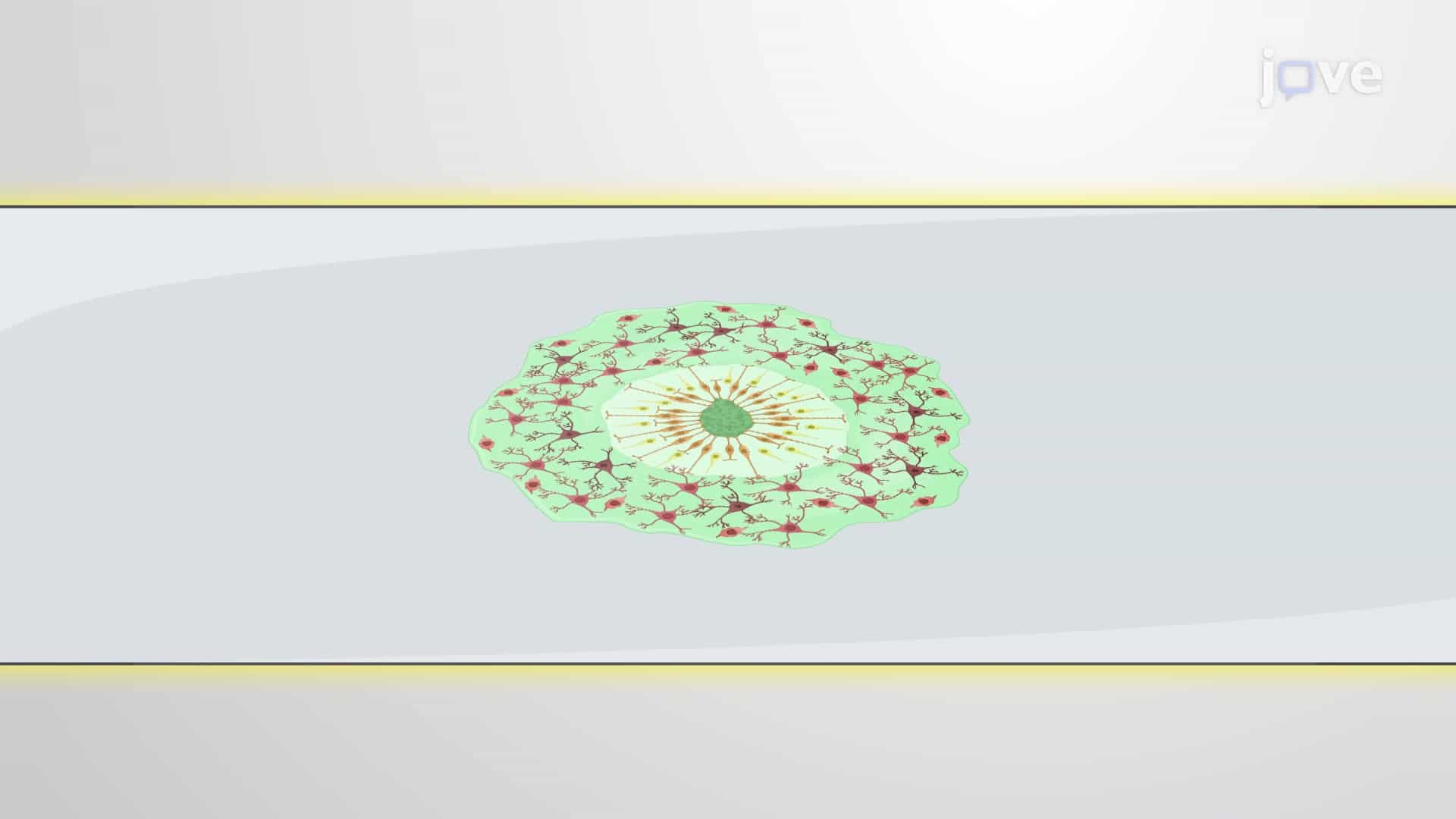 Detection of Neuronal Aging in a Cortical Organoid Section