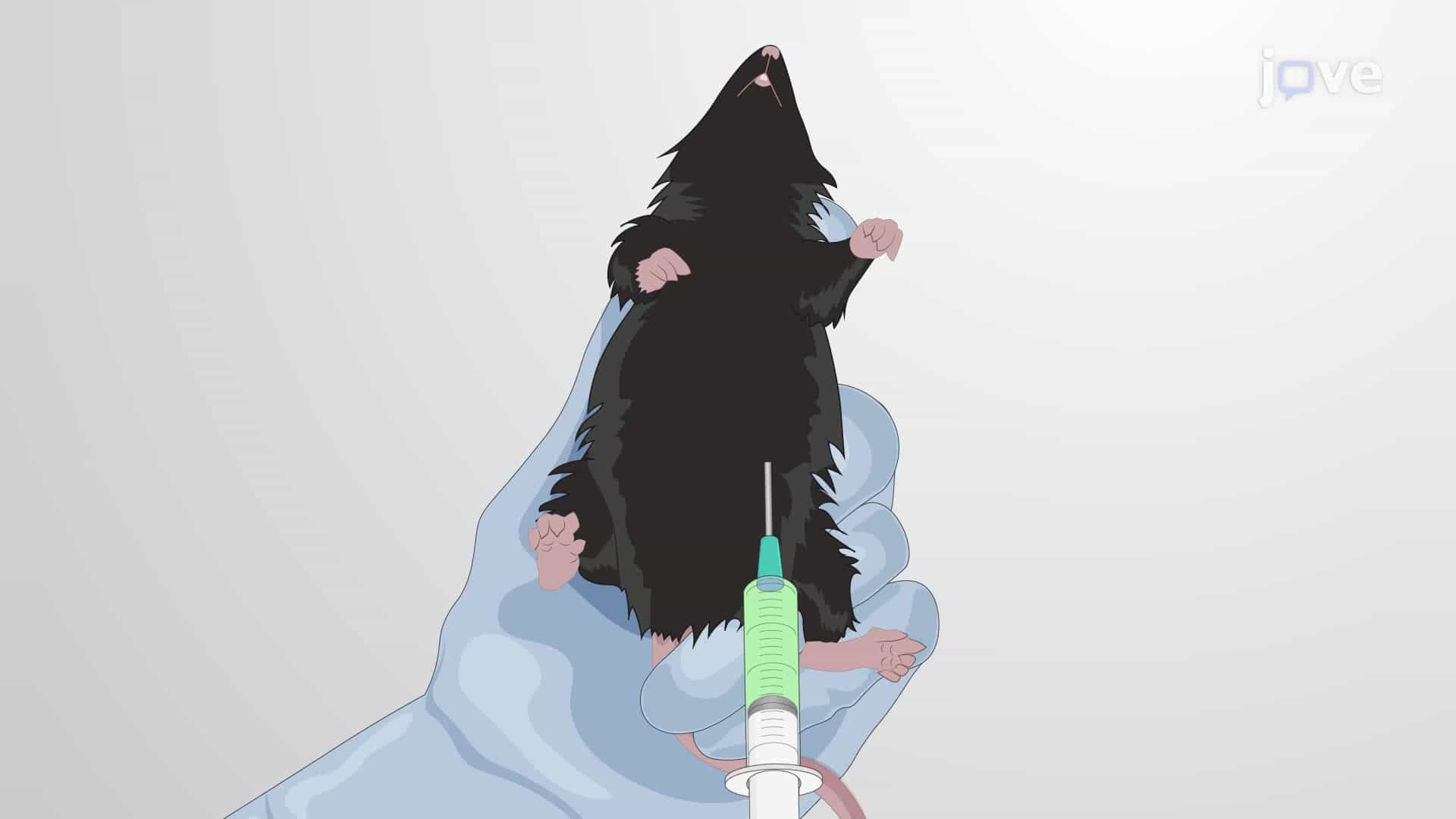Establishing a Pentylenetetrazole-Induced Epileptic Seizure Model in Mice