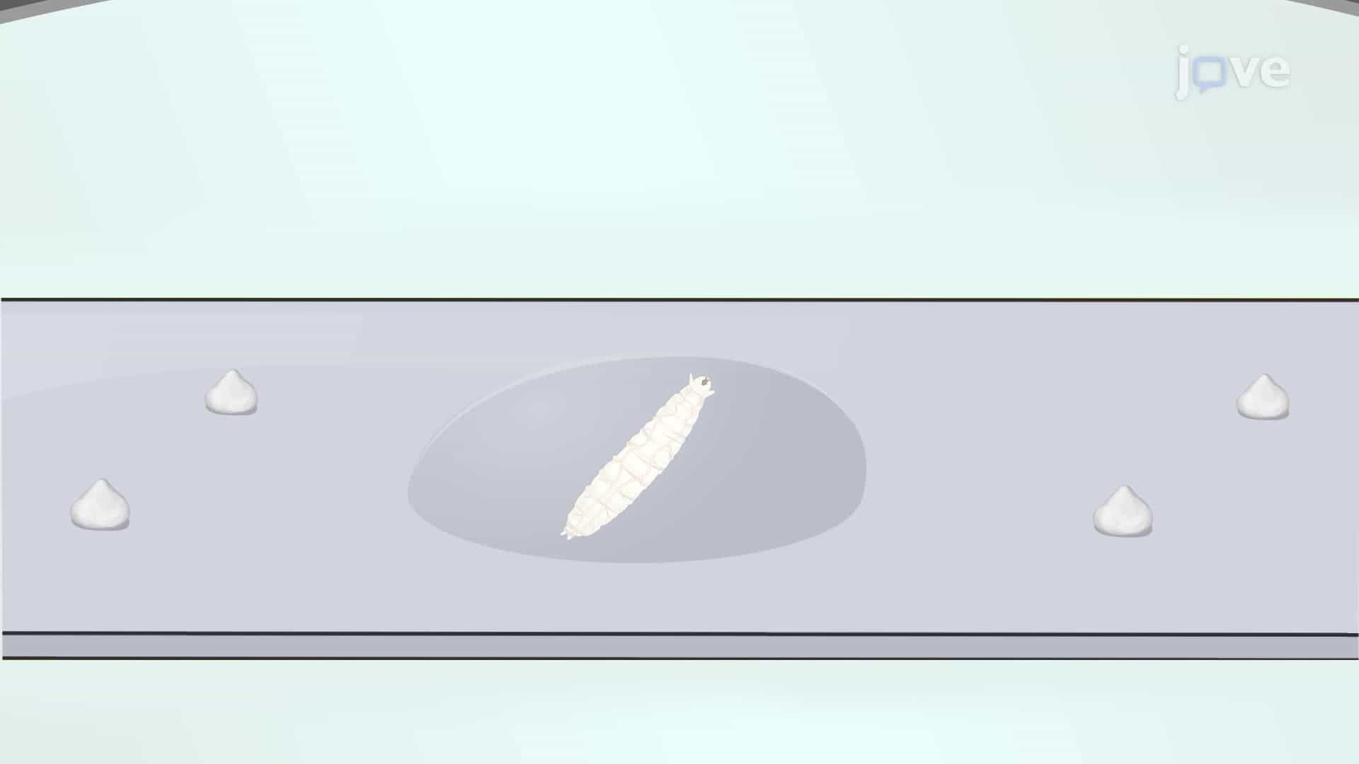 Inducing Targeted Neuronal Injury Using a High-Power Laser in a Drosophila Larva