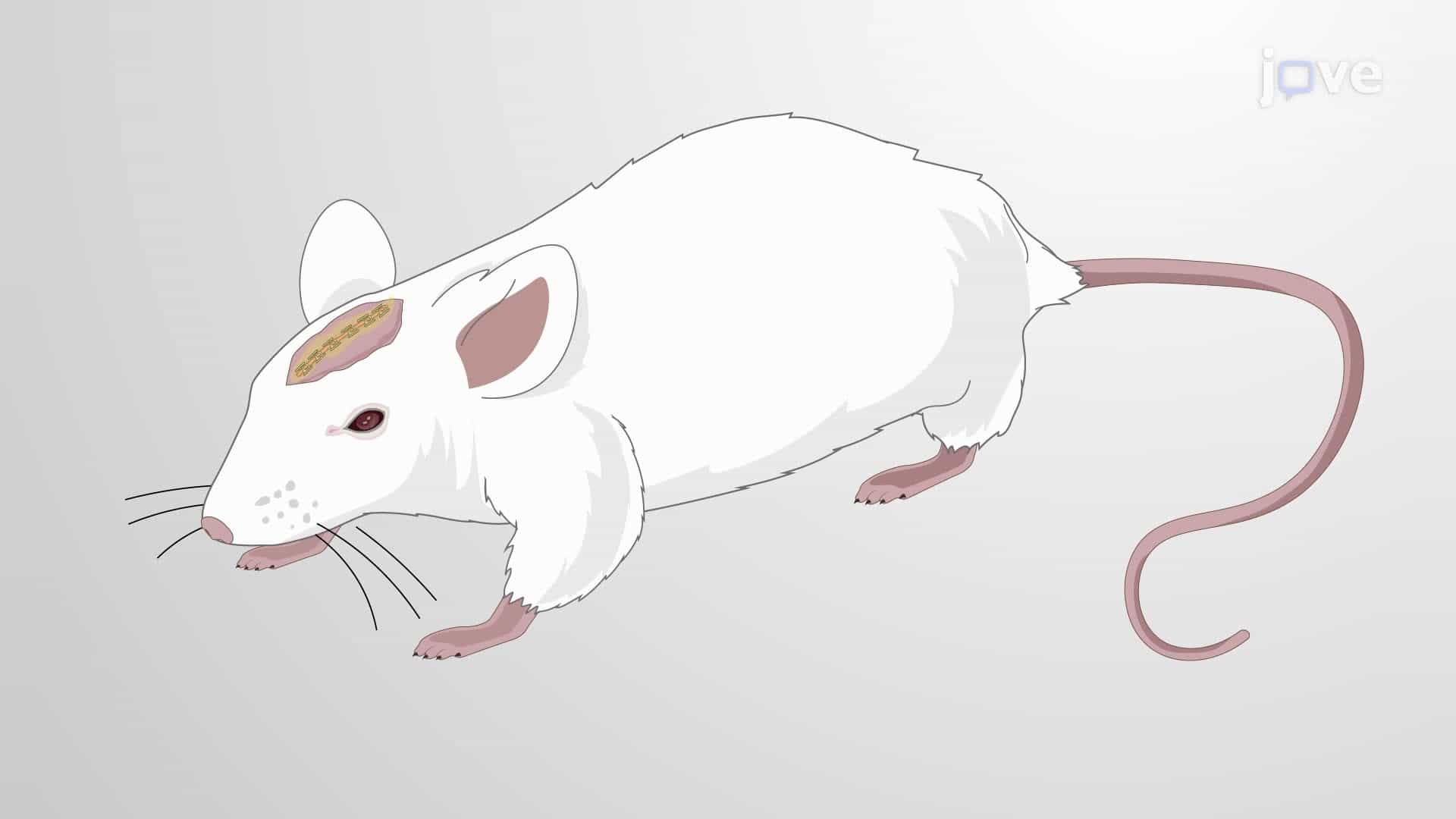 A Stereotactically Guided Ablation Technique for Auditory Cortex Removal in Rats