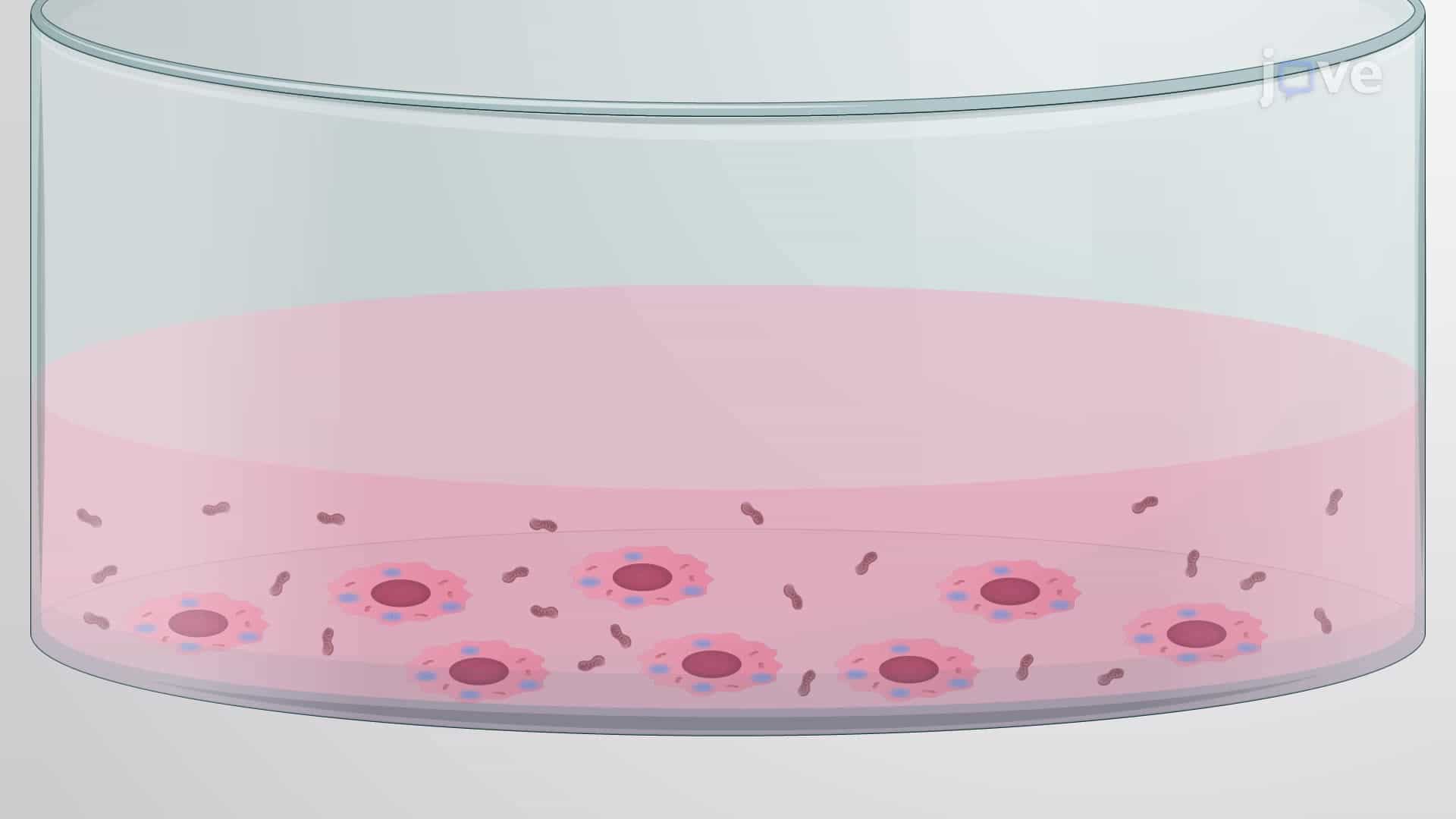 Centrifugation-Assisted Mitochondrial Transfer to Glioblastoma Stem Cells