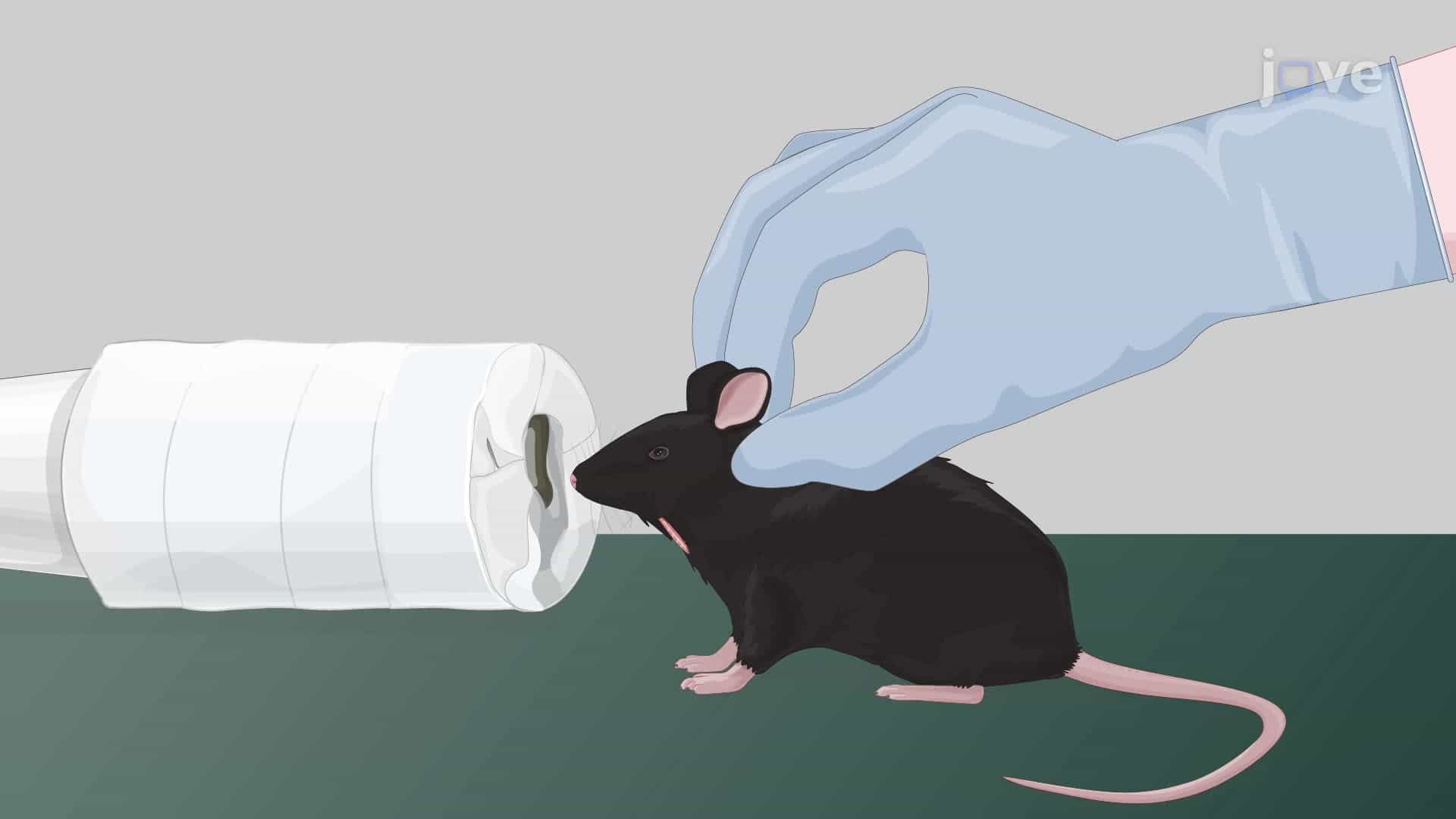 Inducing Thrombotic Stroke Through Hypoxia and Ischemia in a Mouse Model