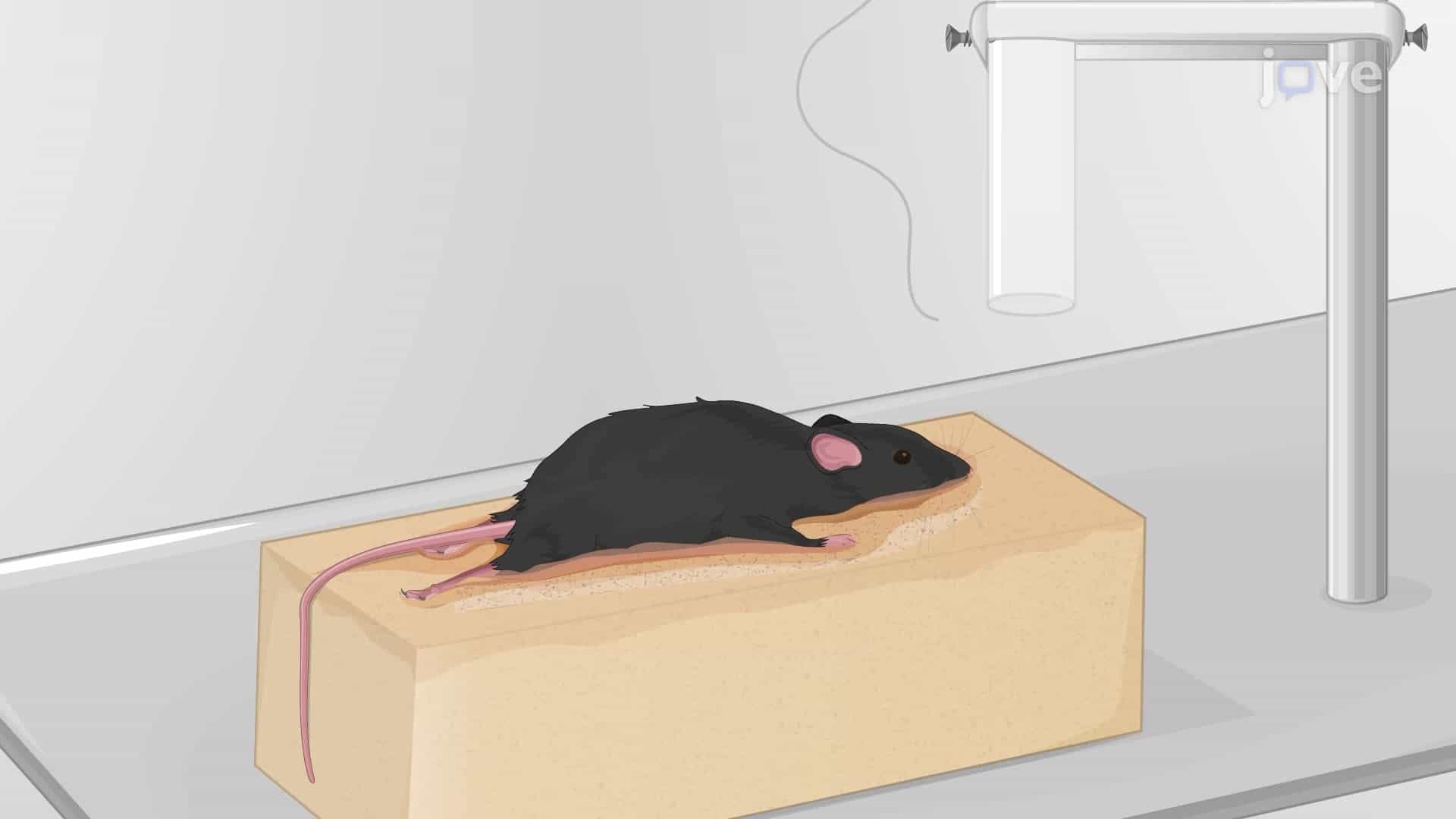 Technique to Induce Post-Traumatic Seizures in a Mouse Model via a Weight Drop Traumatic Injury