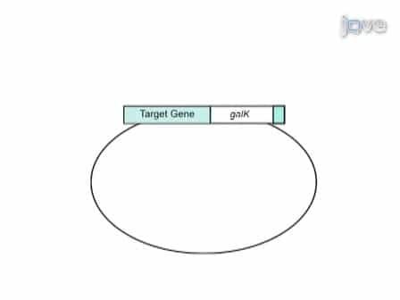 The Production of C. elegans Transgenes via Recombineering with the galK Selectable Marker