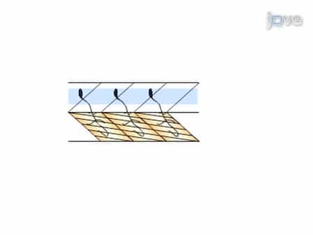 Paired Patch Clamp Recordings from Motor-neuron and Target Skeletal Muscle in Zebrafish