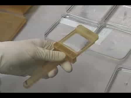 Mechanical Stimulation of Stem Cells Using Cyclic Uniaxial Strain