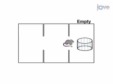 Assessment of Social Interaction Behaviors