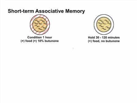 C. elegans Positive Butanone Learning, Short-term, and Long-term Associative Memory Assays