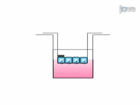 Isolation of Mouse Respiratory Epithelial Cells and Exposure to Experimental Cigarette Smoke at Air Liquid Interface