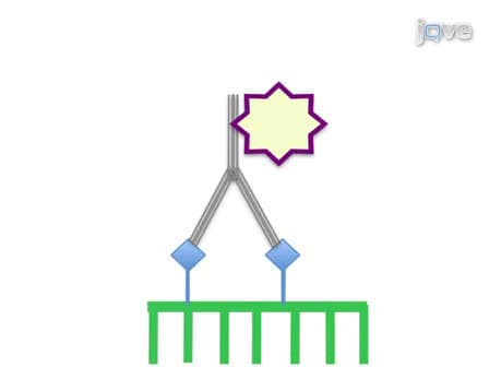 Using Whole Mount in situ Hybridization to Link Molecular and Organismal Biology