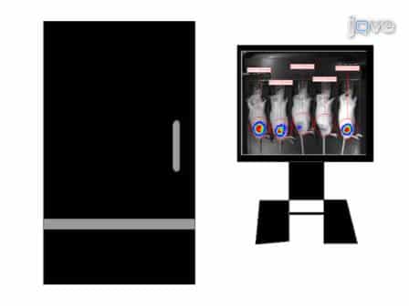 Orthotopic Xenografting of Human Luciferase-Tagged Malignant Peripheral Nerve Sheath Tumor Cells for in vivo Testing of Candidate Therapeutic Agents