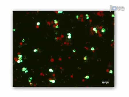 Efficient Polyethylene Glycol PEG Mediated Transformation of the Moss Physcomitrella patens
