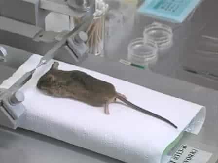 High-density EEG Recordings of the Freely Moving Mice using Polyimide-based Microelectrode