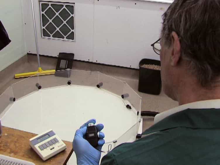 Shallow Water Paddling Variants of Water Maze Tests in Mice