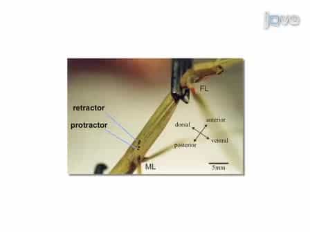 Studying the Neural Basis of Adaptive Locomotor Behavior in Insects