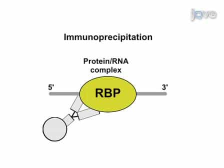iCLIP - Transcriptome-wide Mapping of Protein-RNA Interactions with Individual Nucleotide Resolution
