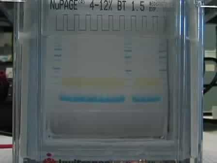 Western Blotting Using the Invitrogen NuPage Novex Bis Tris MiniGels
