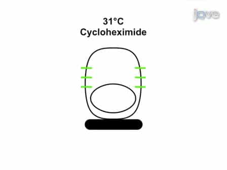 Analyzing the Function of Small GTPases by Microinjection of Plasmids into Polarized Epithelial Cells