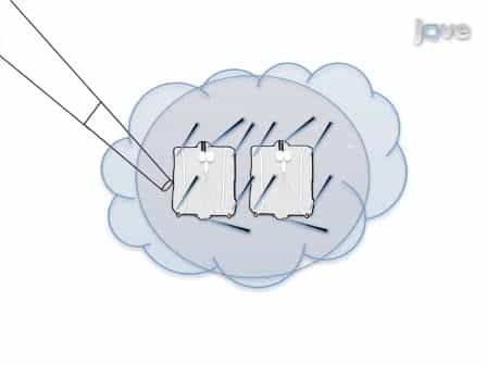 Dissection and Imaging of Active Zones in the Drosophila Neuromuscular Junction