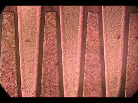 Silicon Microchips for Manipulating Cell-cell Interaction