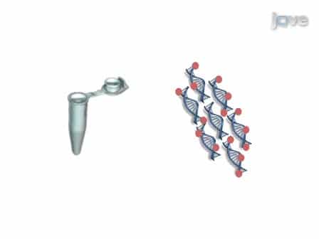 ampliPHOX Colorimetric Detection on a DNA Microarray for Influenza
