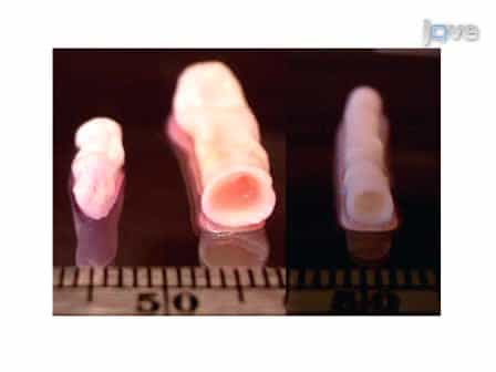Elastomeric PGS Scaffolds in Arterial Tissue Engineering