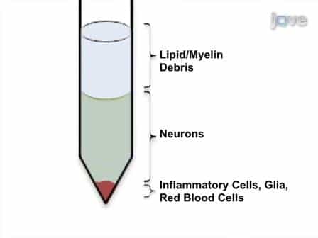 Quantitative Assessment of Immune Cells in the Injured Spinal Cord Tissue by Flow Cytometry: a Novel Use for a Cell Purification Method