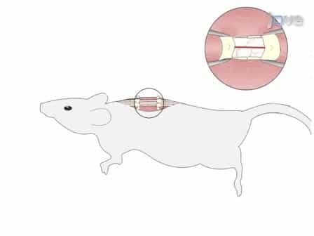 In vivo Imaging of the Mouse Spinal Cord Using Two-photon Microscopy