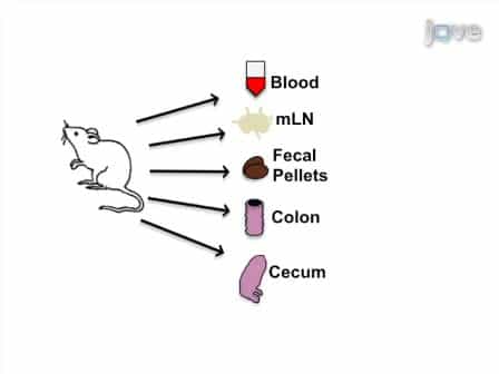 Trichuris muris Infection: A Model of Type 2 Immunity and Inflammation in the Gut