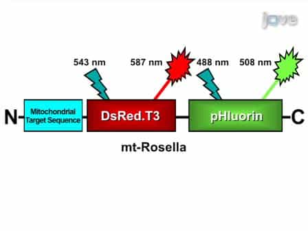 A Fluorescence Microscopy Assay for Monitoring Mitophagy in the Yeast Saccharomyces cerevisiae