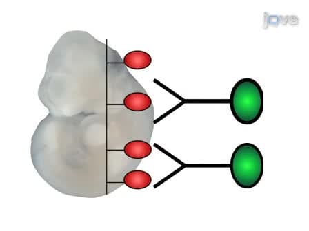Whole Mount in Situ Hybridization of E8.5 to E11.5 Mouse Embryos