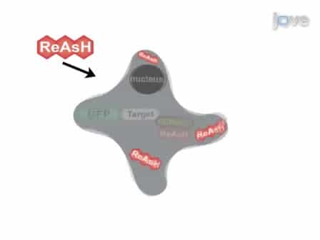 ReAsH/FlAsH Labeling and Image Analysis of Tetracysteine Sensor Proteins in Cells