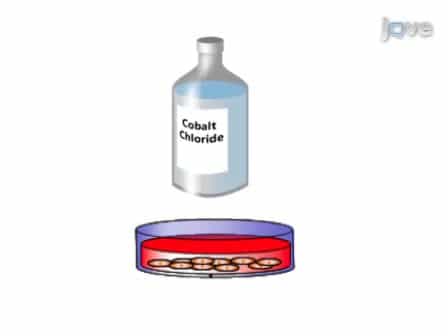 Induction and Testing of Hypoxia in Cell Culture