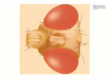 Preparation of Adult Drosophila Eyes for Thin Sectioning and Microscopic Analysis