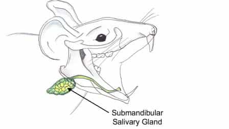 Cannulation of the Mouse Submandibular Salivary Gland via the Wharton's Duct