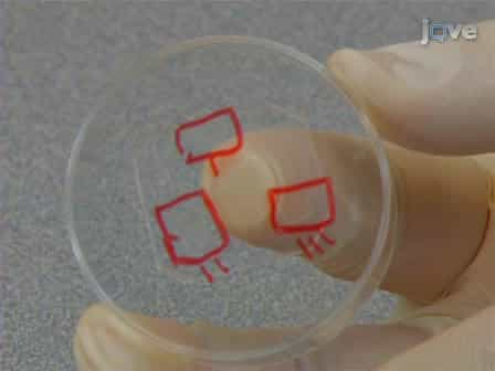Plasma Lithography Surface Patterning for Creation of Cell Networks