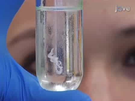 Preparation of Viral DNA from Nucleocapsids