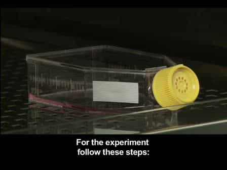 Changing the Direction and Orientation of Electric Field During Electric Pulses Application Improves Plasmid Gene Transfer in vitro