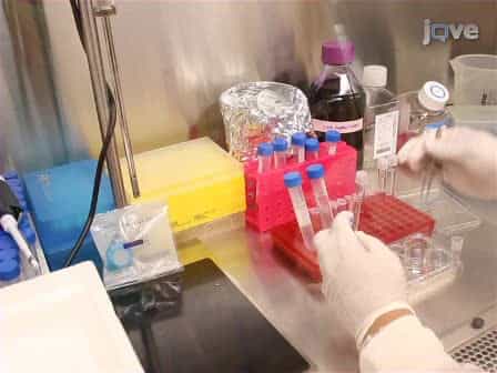 Measurement of γHV68 Infection in Mice