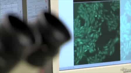 Stem Cell Transplantation in an in vitro Simulated Ischemia/Reperfusion Model