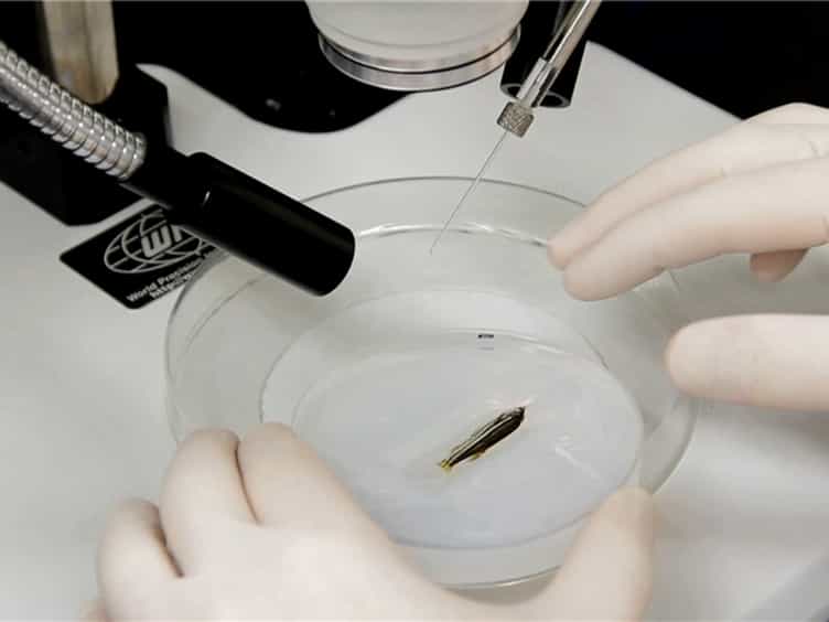 In vivo Electroporation of Morpholinos into the Regenerating Adult Zebrafish Tail Fin