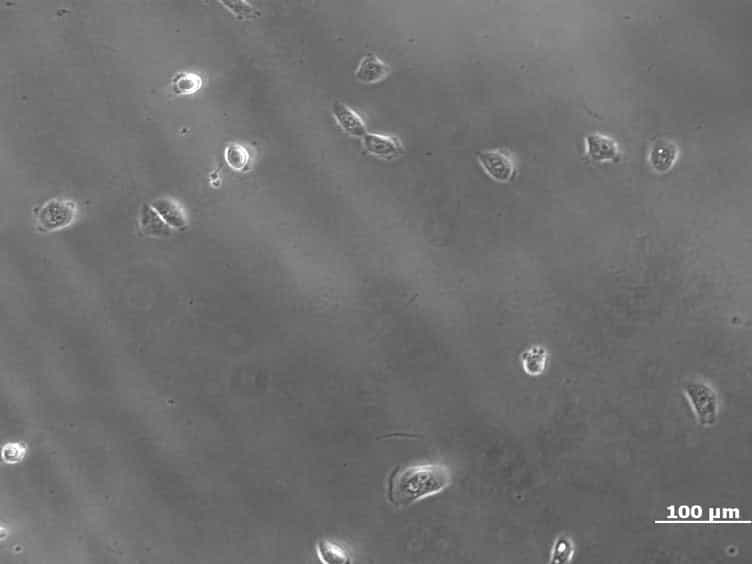 Silk Film Culture System for in vitro Analysis and Biomaterial Design