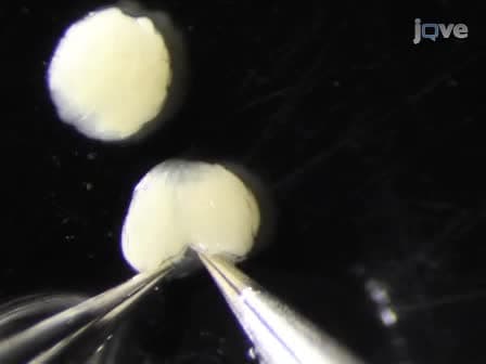 Preparing Individual Drosophila Egg Chambers for Live Imaging