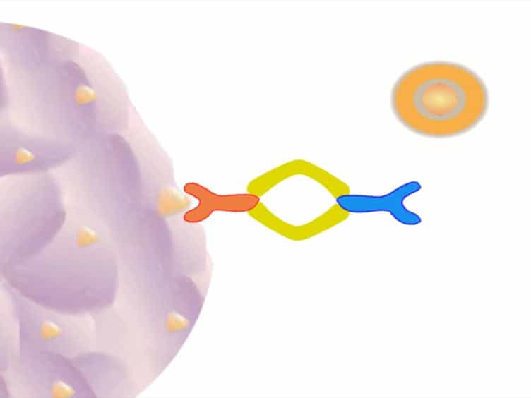 Generation of Induced Regulatory T Cells from Primary Human Naïve and Memory T Cells